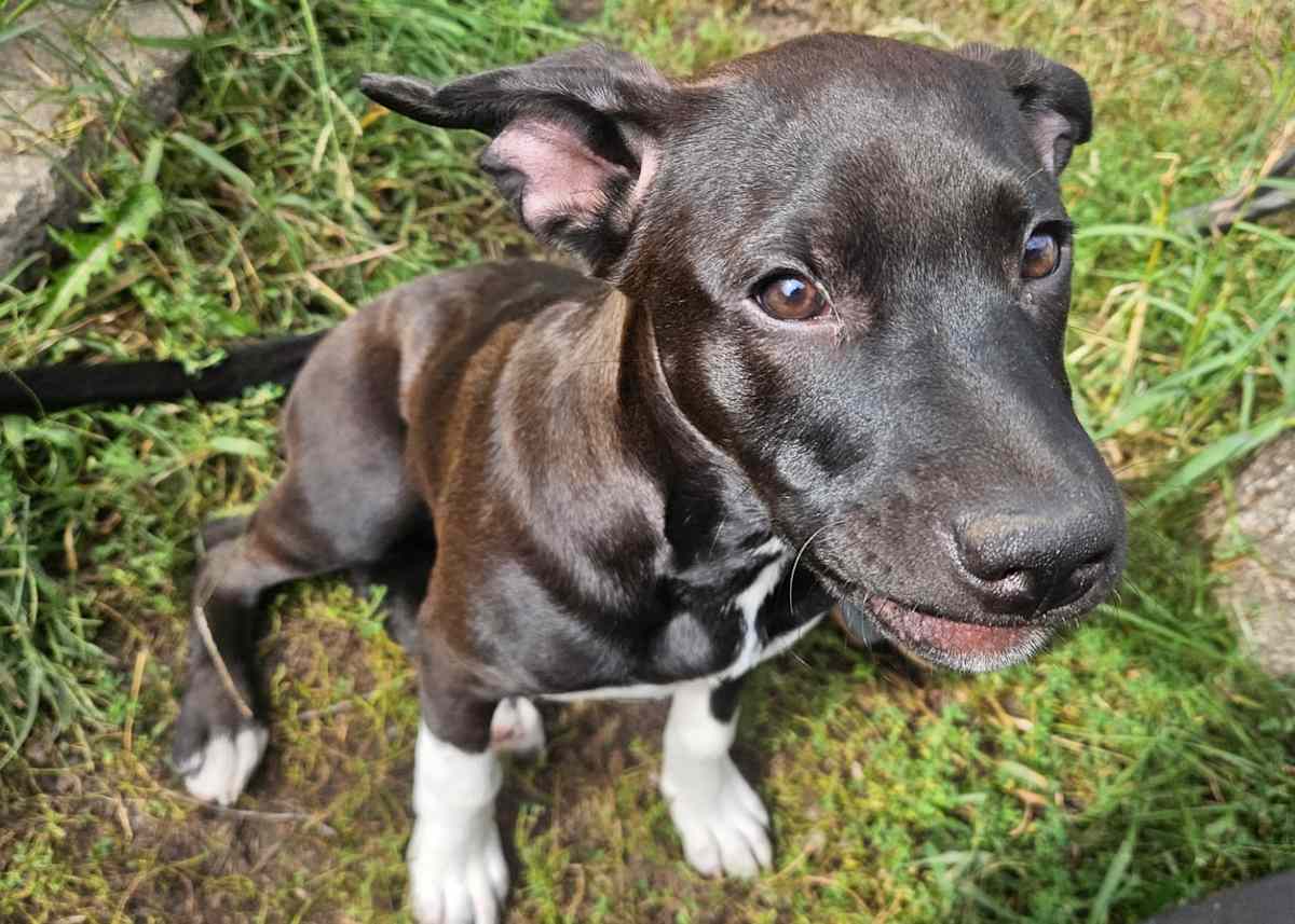 LINDY - Labrador Retriever / Boxer for adoption in Aurora
