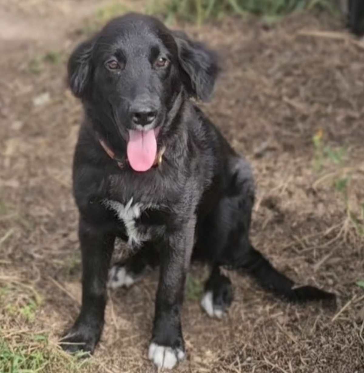 TRIXIE - Retriever (Unknown Type) / Cocker Spaniel for adoption in Aurora