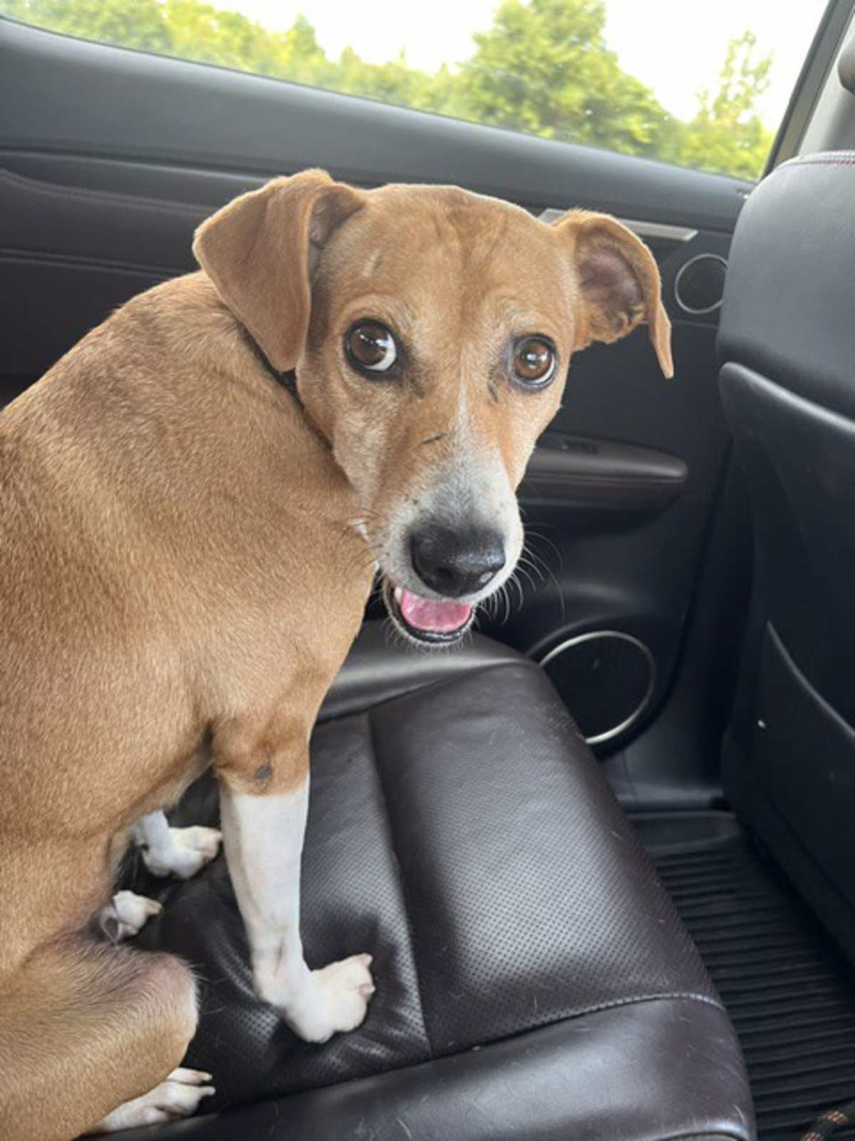 MIMI - Beagle / Labrador Retriever available for adoption