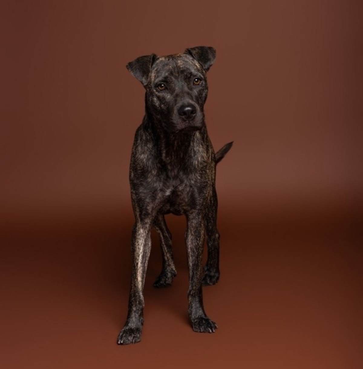 LUCKY CHARM - Plott Hound available for adoption