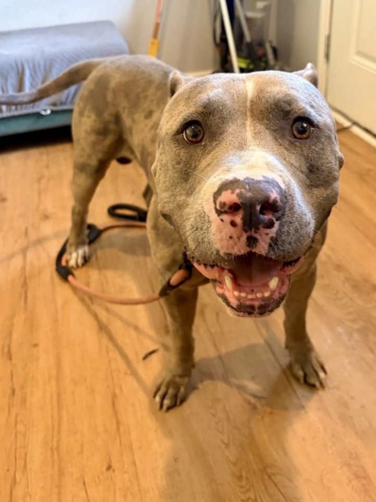 LUNAR - American Pit Bull Terrier available for adoption