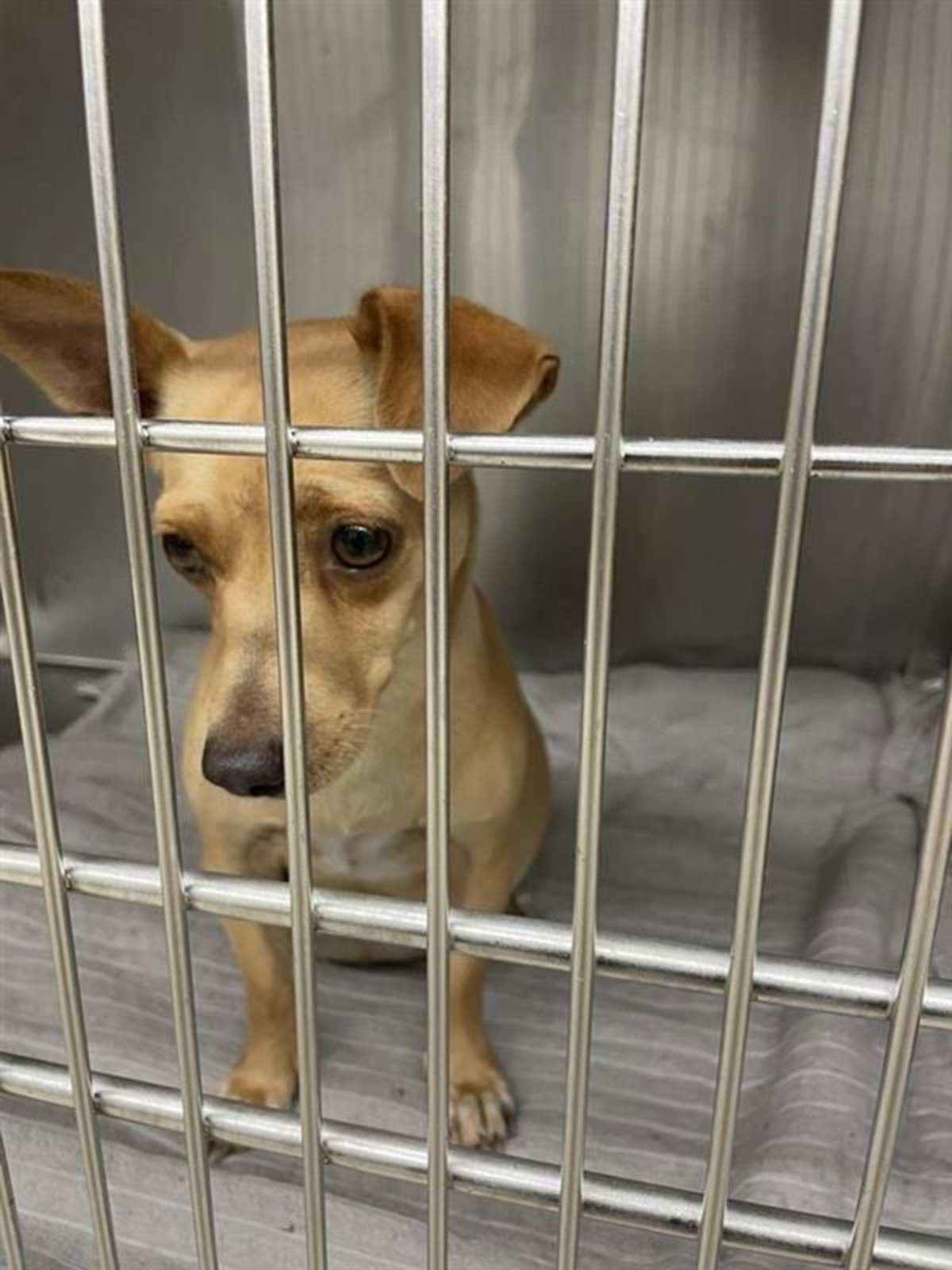 UNNAMED - Rat Terrier available for adoption