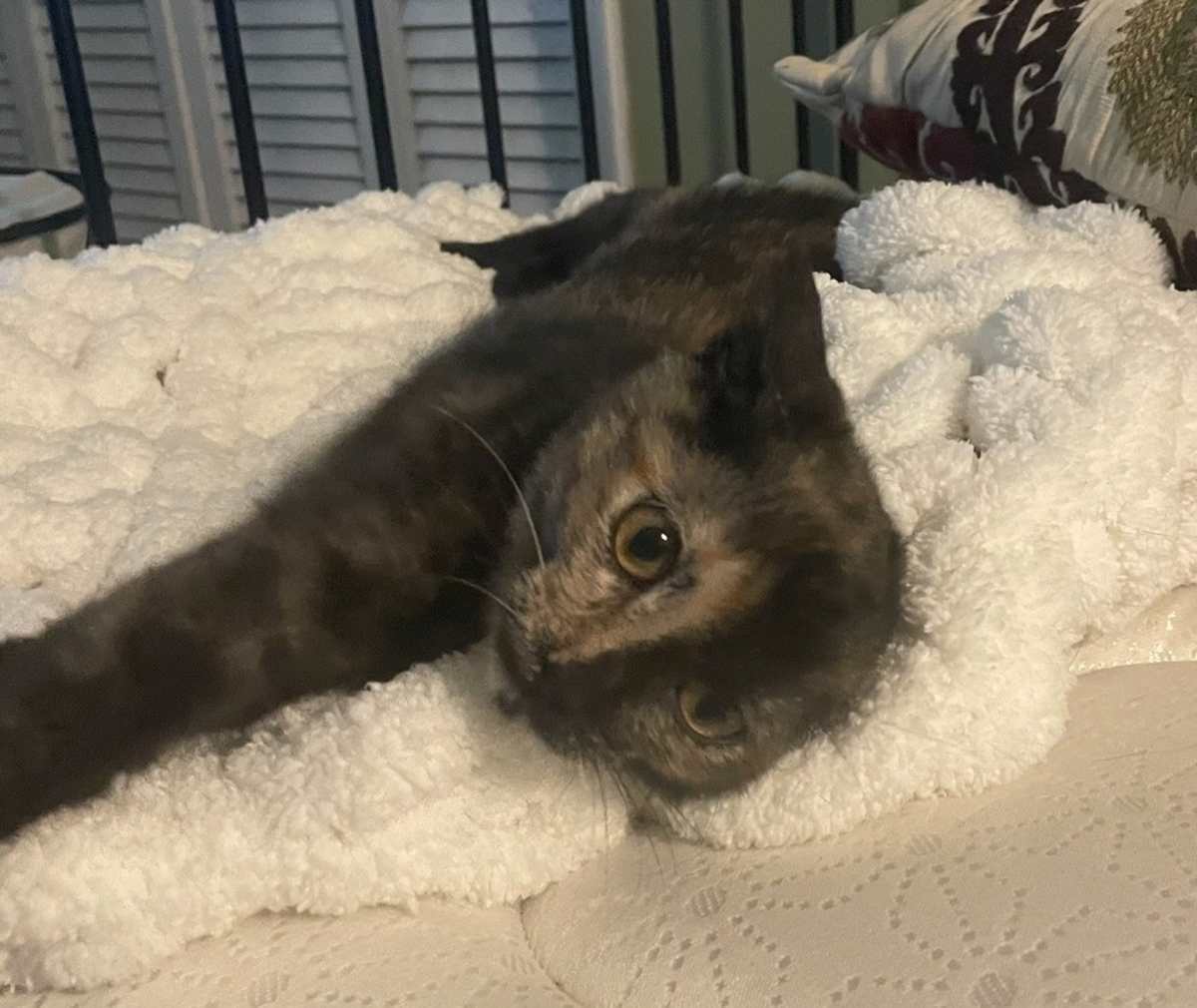 BITTY BUFAIN - Domestic Shorthair available for adoption
