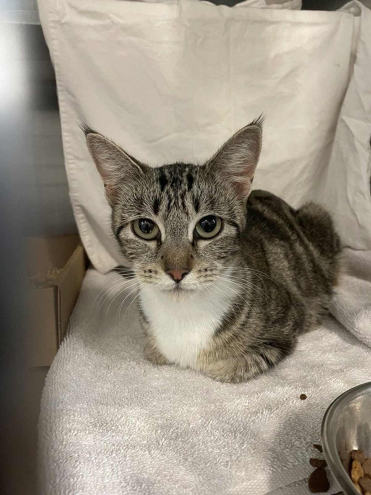 LINDITA - Domestic Shorthair available for adoption