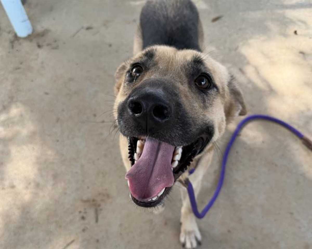 MERIDA - German Shepherd Dog available for adoption