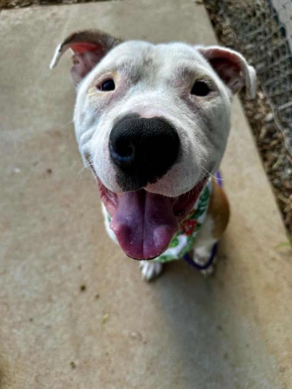 MYLO - American Pit Bull Terrier available for adoption