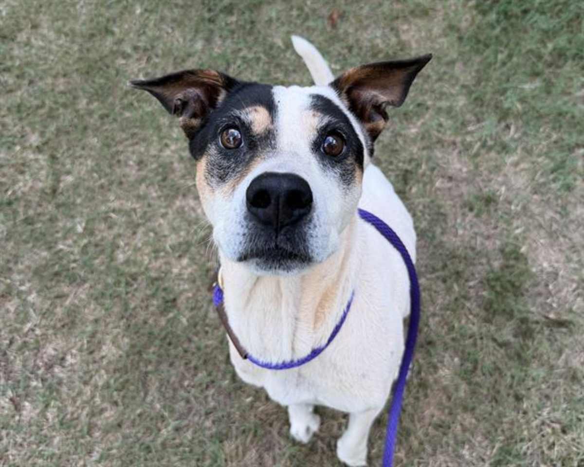 TINKERBELL - American Pit Bull Terrier available for adoption