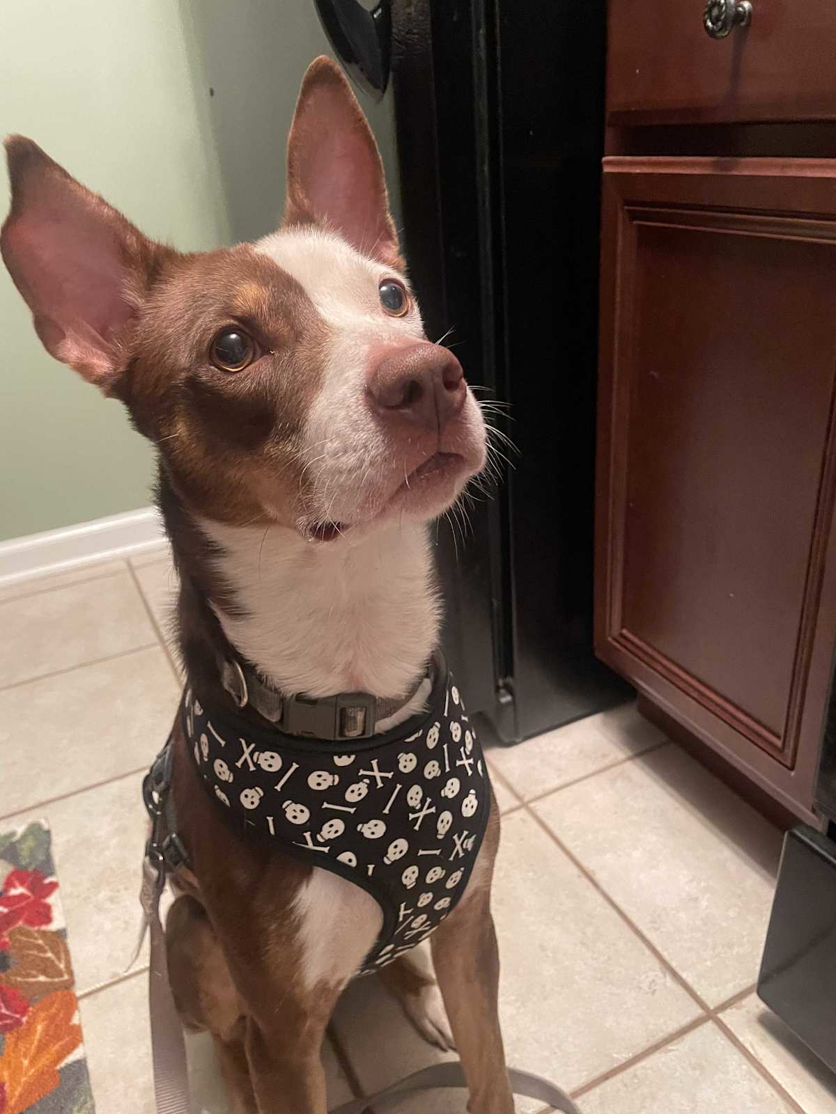 ROSCOE - Terrier (Unknown Type, Medium) for adoption in Aurora