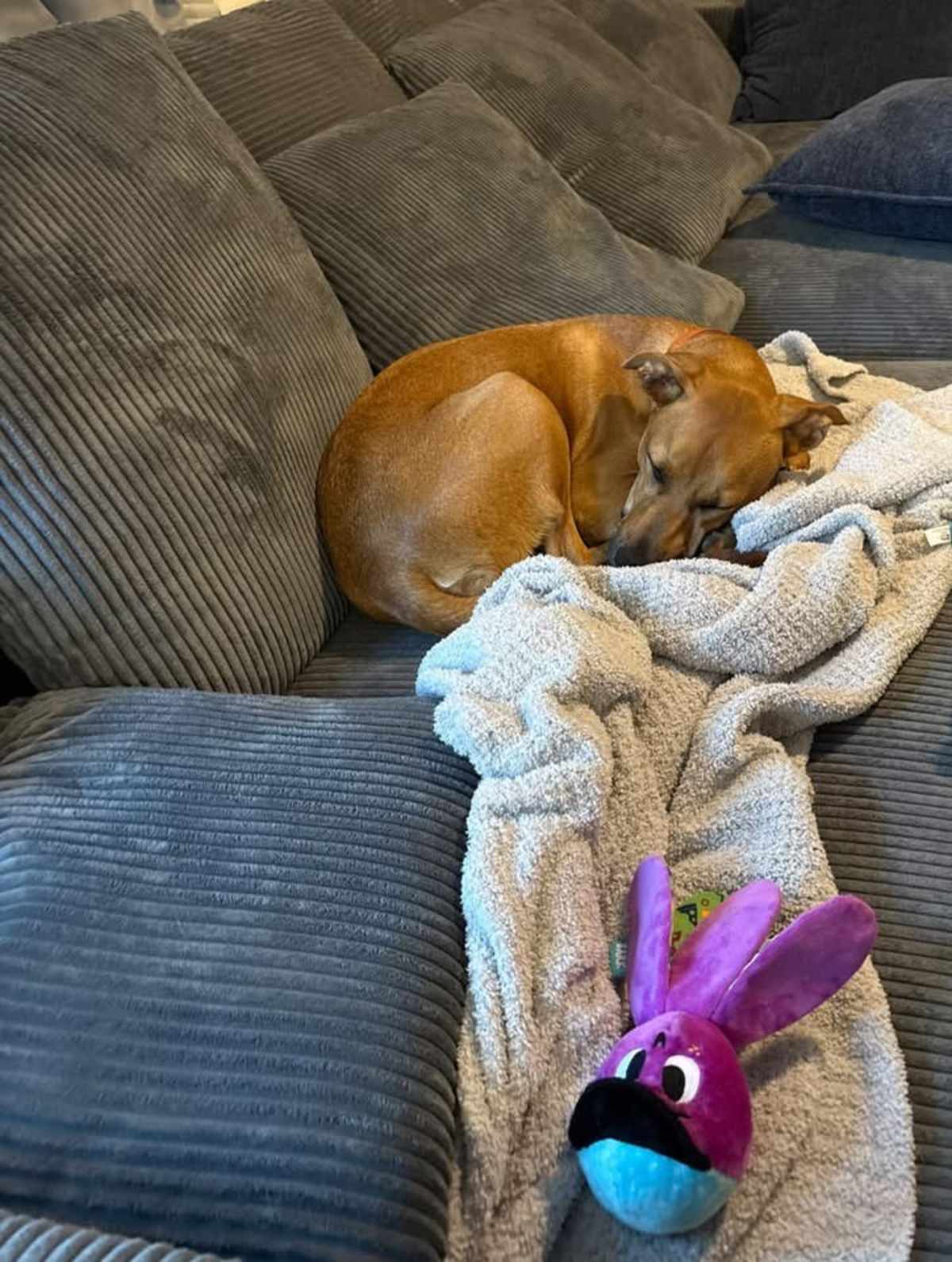 TESS (TESSA) ~ MEET ME! - Labrador Retriever / Boxer available for adoption
