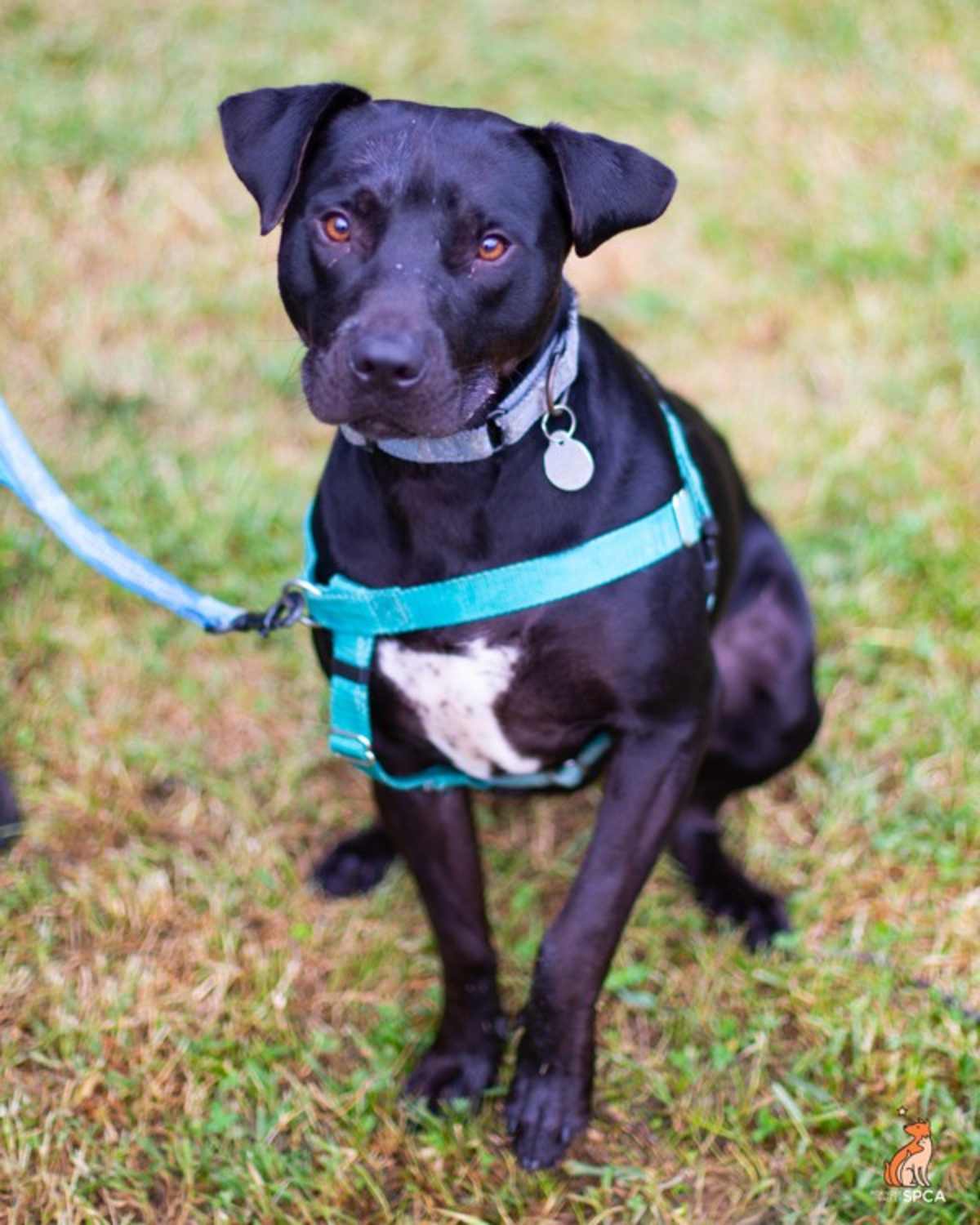 ZIPPER - American Pit Bull Terrier available for adoption