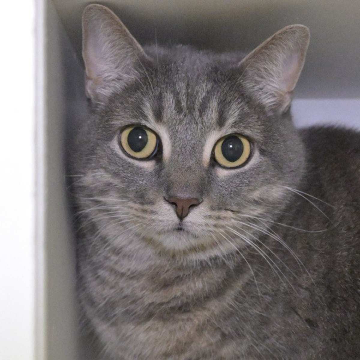SATIS - Domestic Shorthair available for adoption