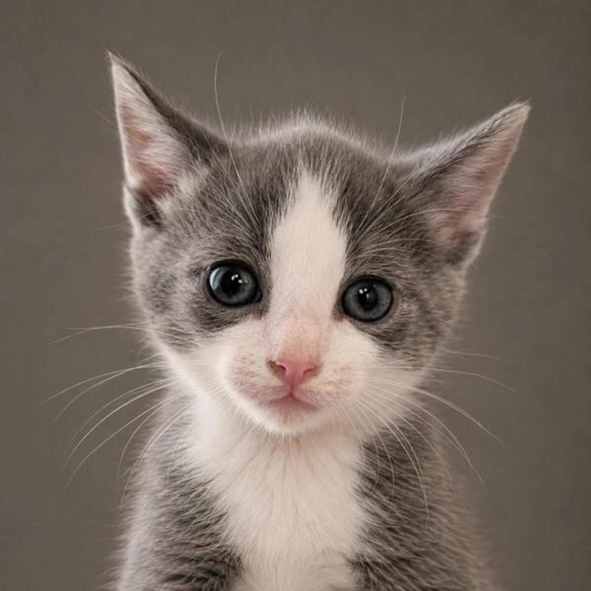 ODYSSEUS - Domestic Shorthair available for adoption