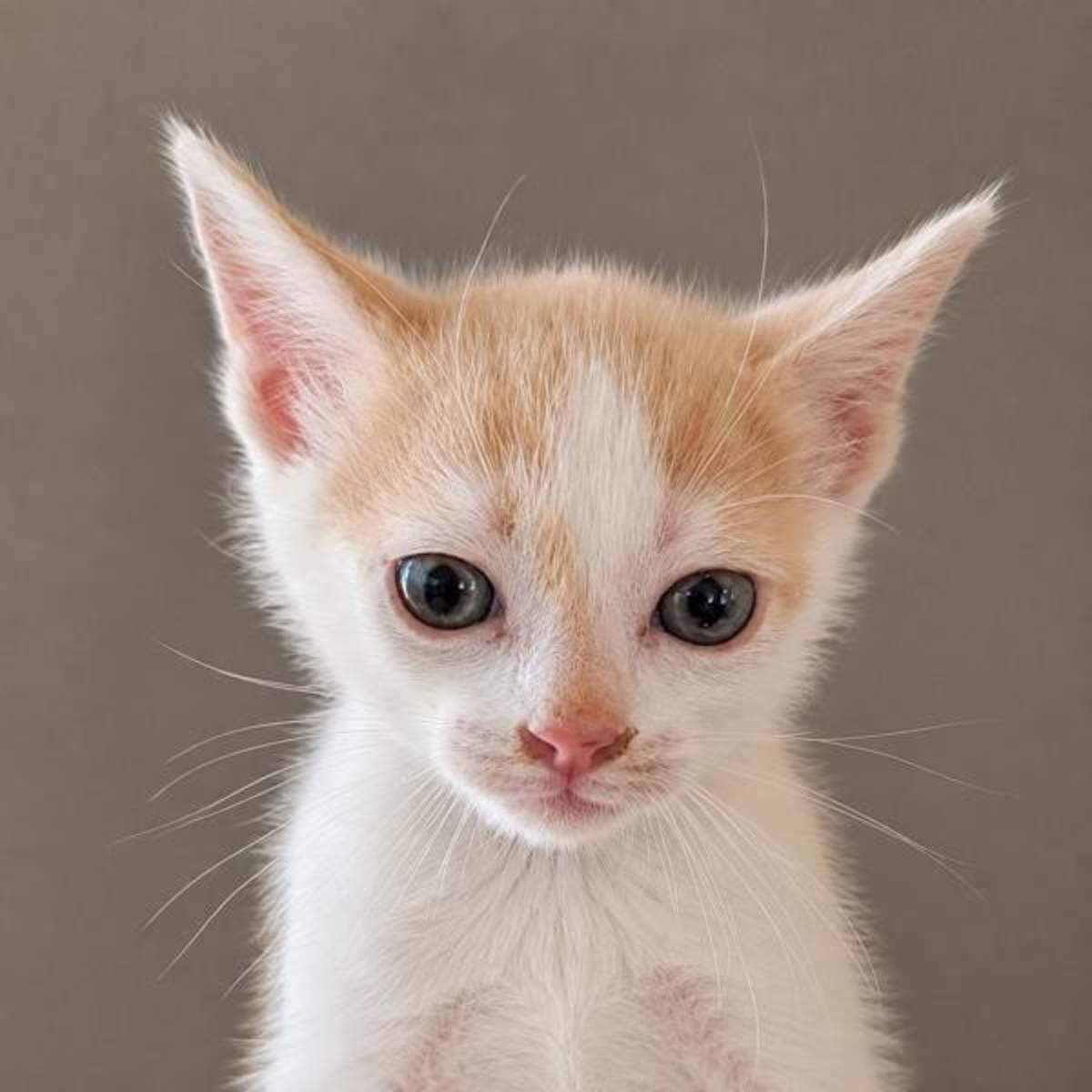 ACHILLES - Domestic Shorthair available for adoption