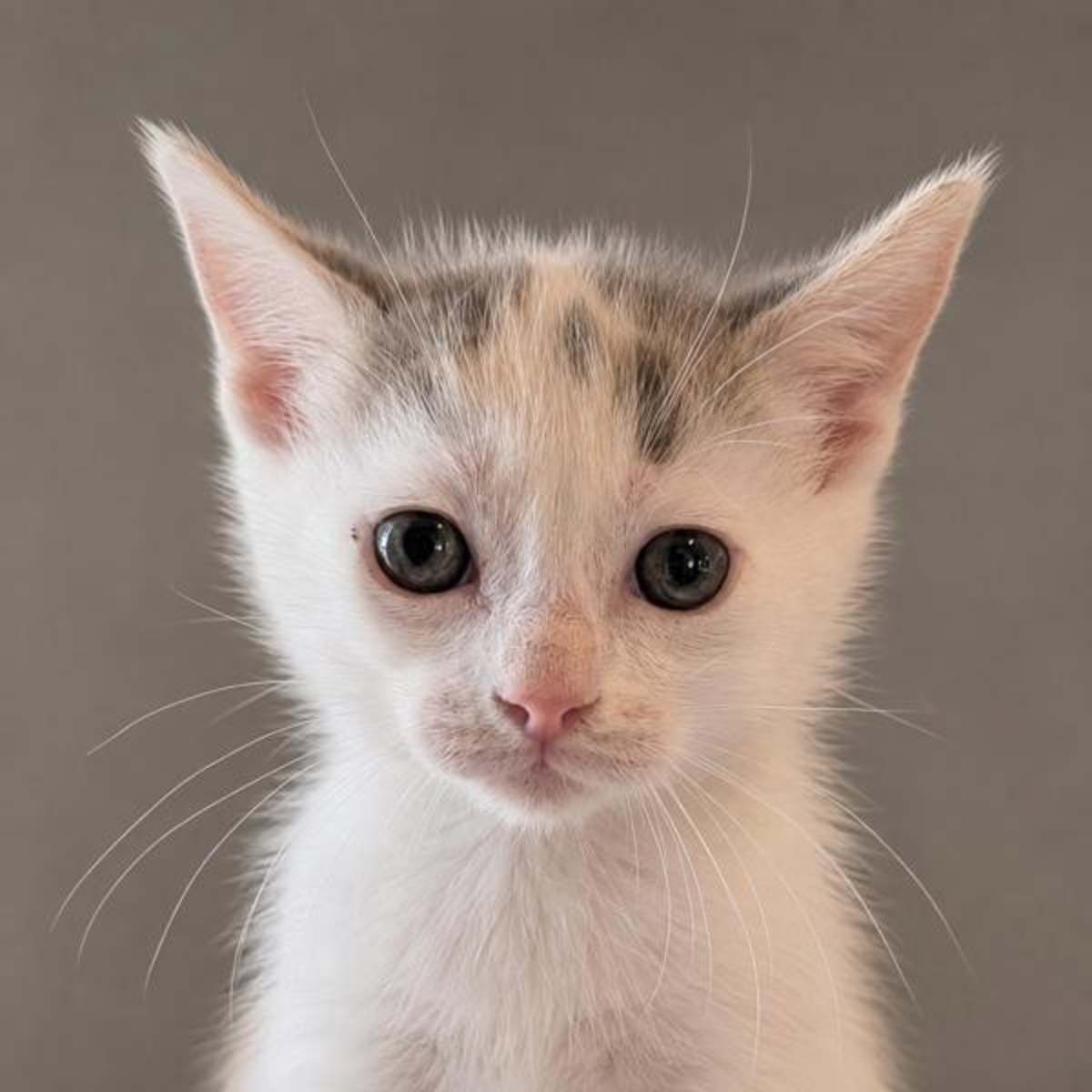 PATROCLUS - Domestic Shorthair available for adoption