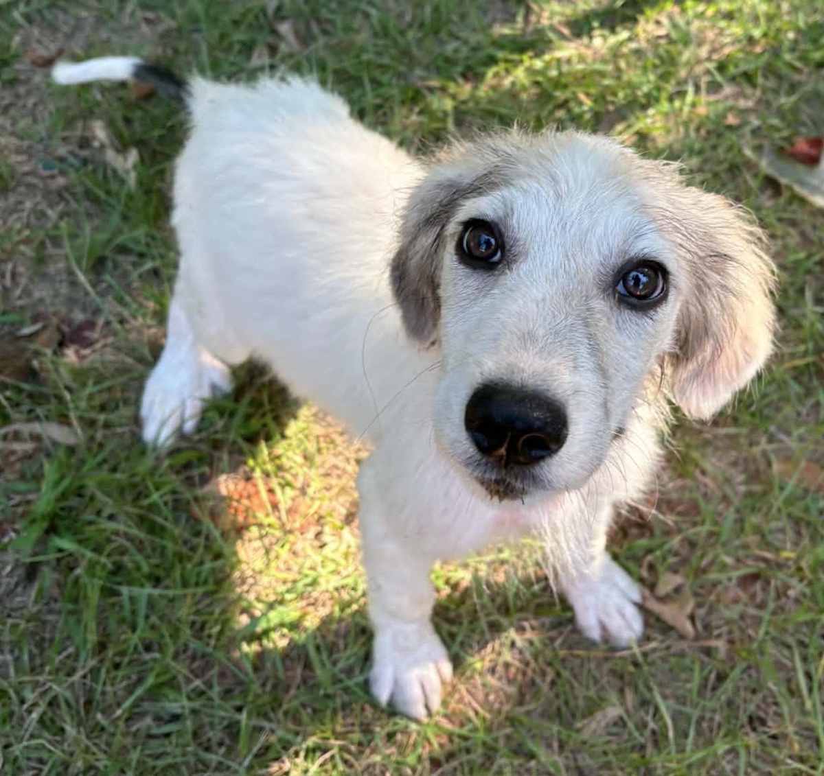 PARIS - Great Pyrenees available for adoption