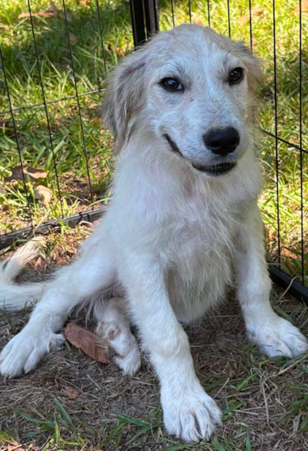 BRISTOL - Great Pyrenees available for adoption