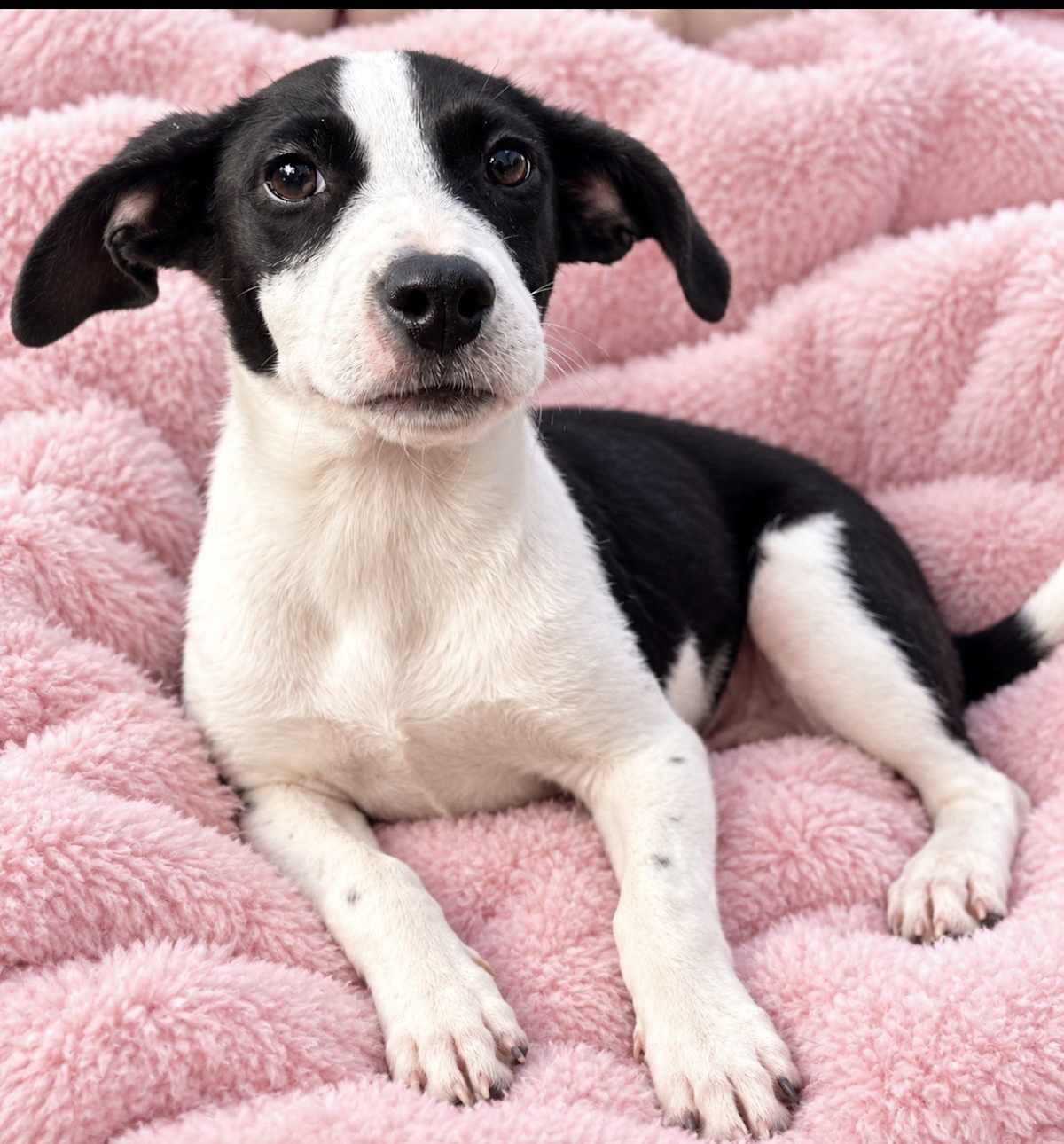 CANDY WINE - Border Collie / Labrador Retriever available for adoption