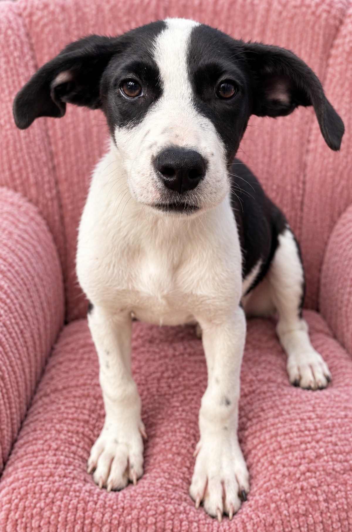 CANDY WINE - Border Collie / Labrador Retriever available for adoption
