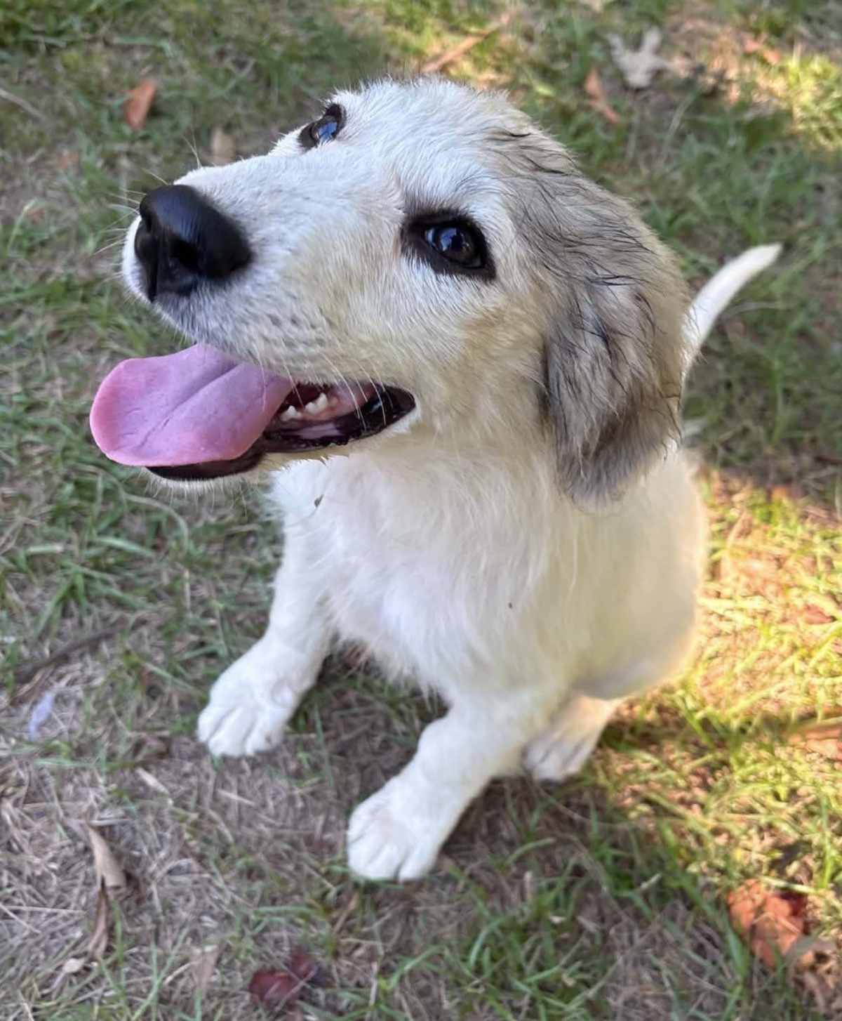 SWEDEN - Great Pyrenees available for adoption