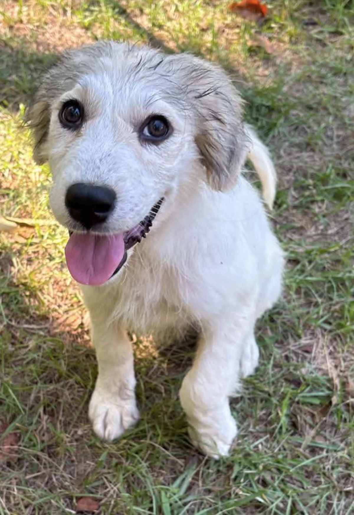 SWEDEN - Great Pyrenees available for adoption