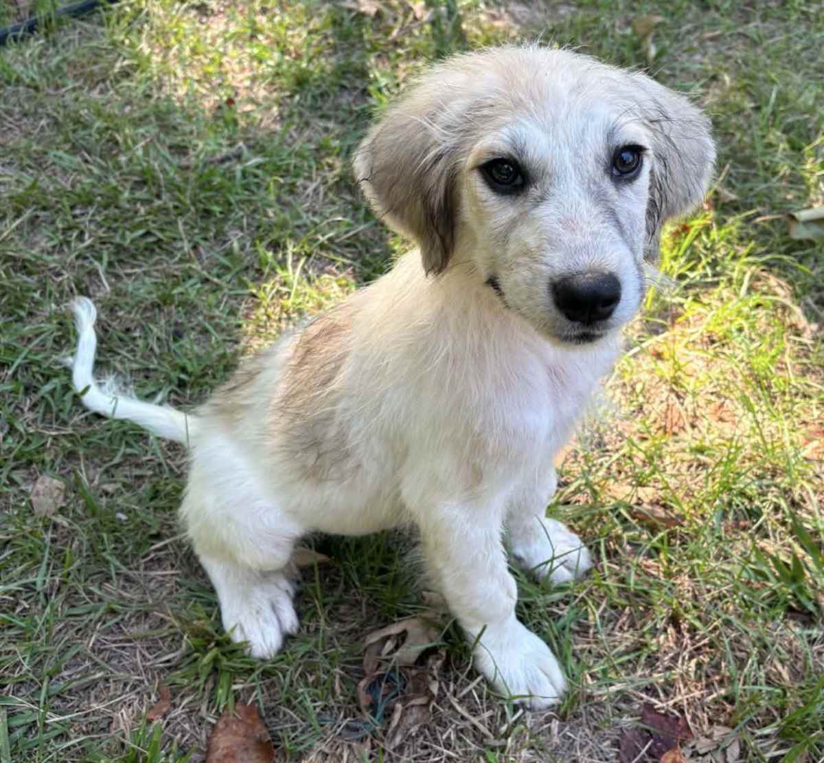 LACEY - Great Pyrenees available for adoption