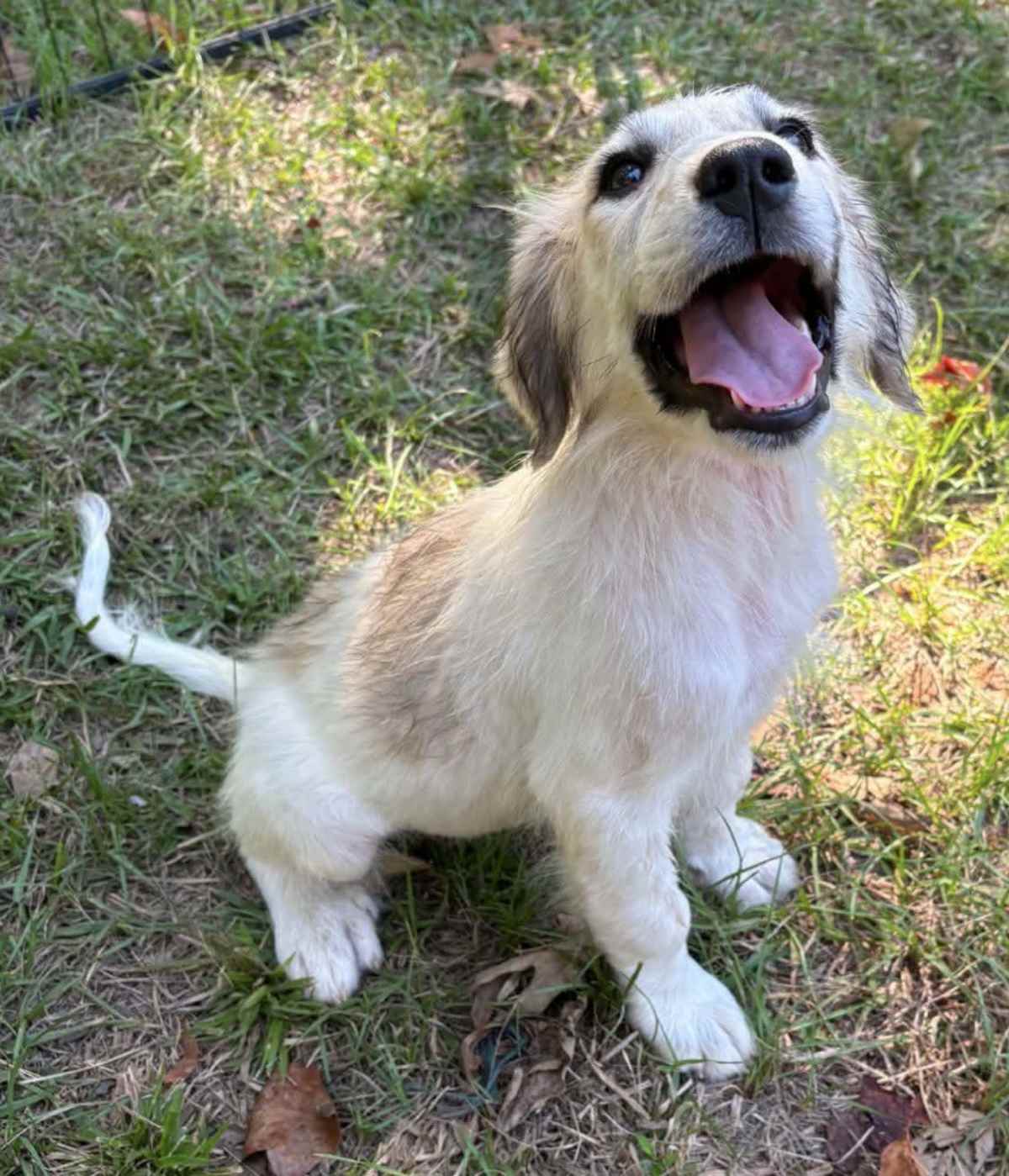 LACEY - Great Pyrenees available for adoption