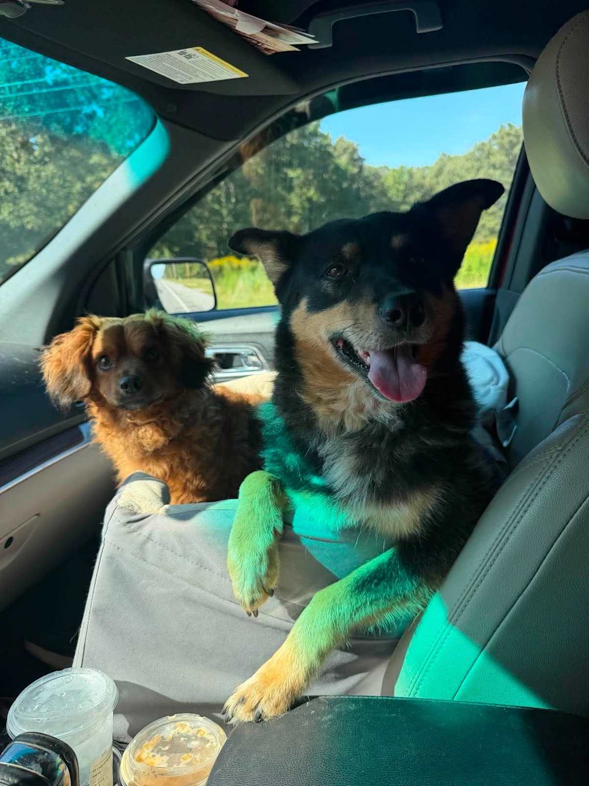 GOOSE - Mixed Breed (Medium) available for adoption