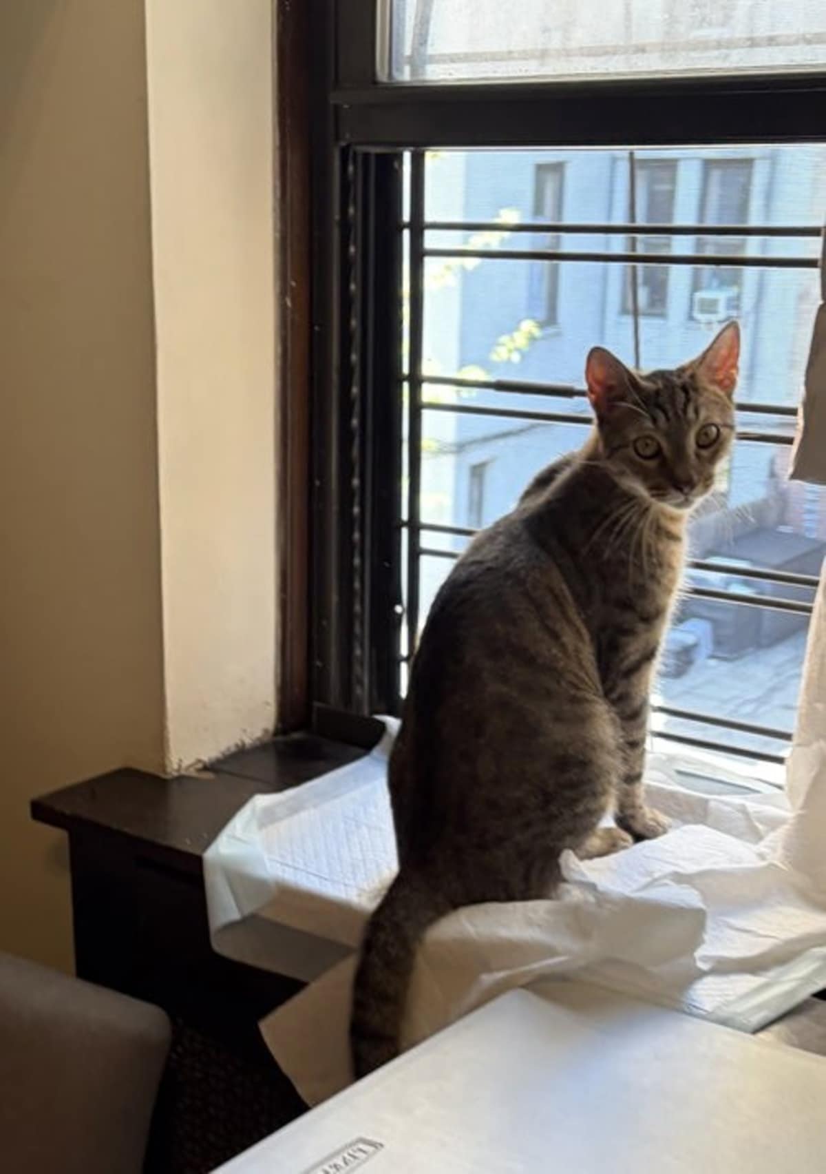 STRIPEY - Domestic Shorthair for adoption in Paterson