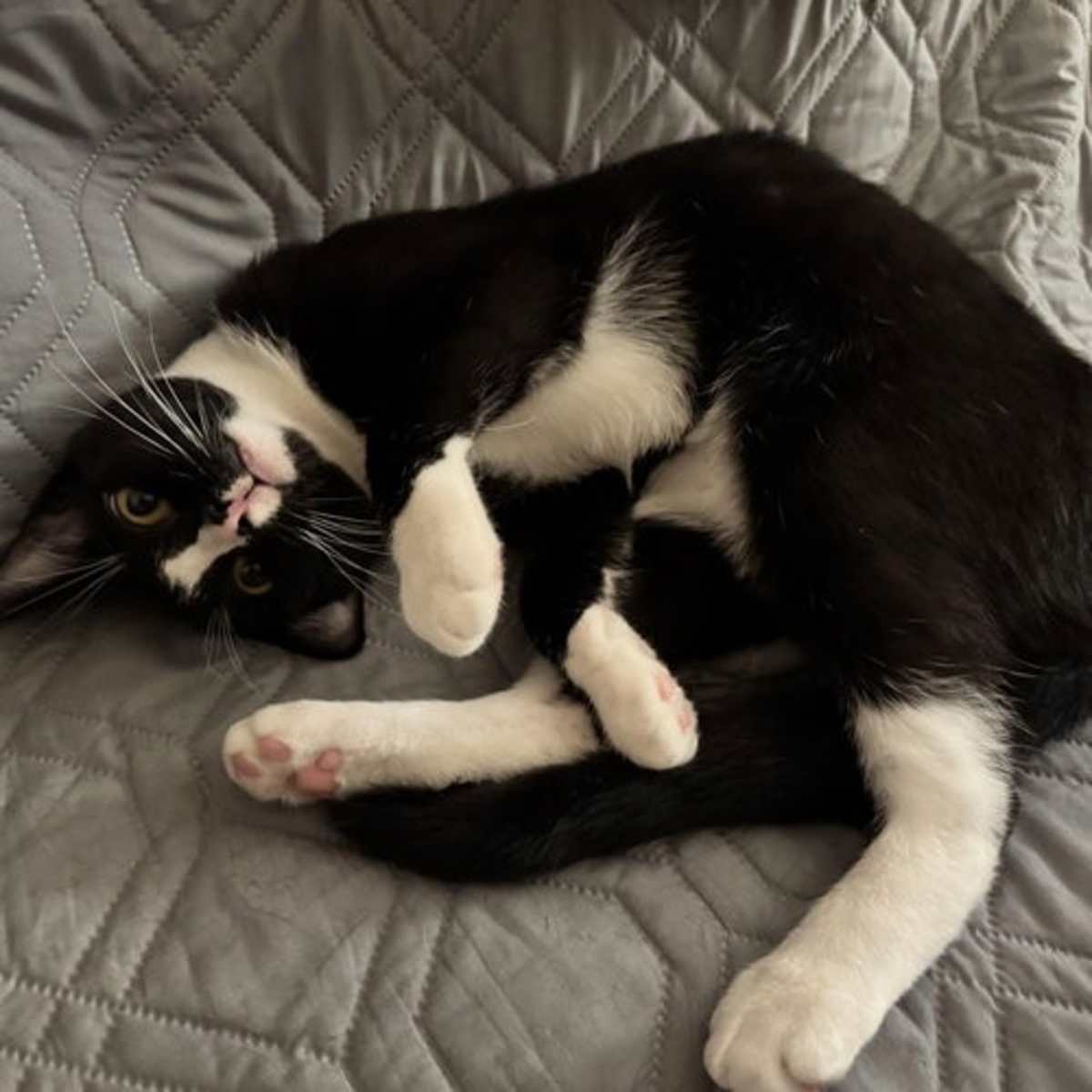 BIG MAN - Domestic Shorthair for adoption in Paterson