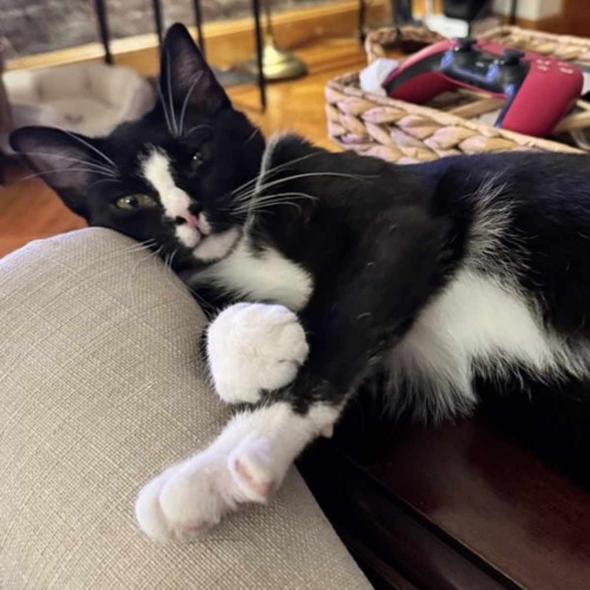 BIG MAN - Domestic Shorthair available for adoption