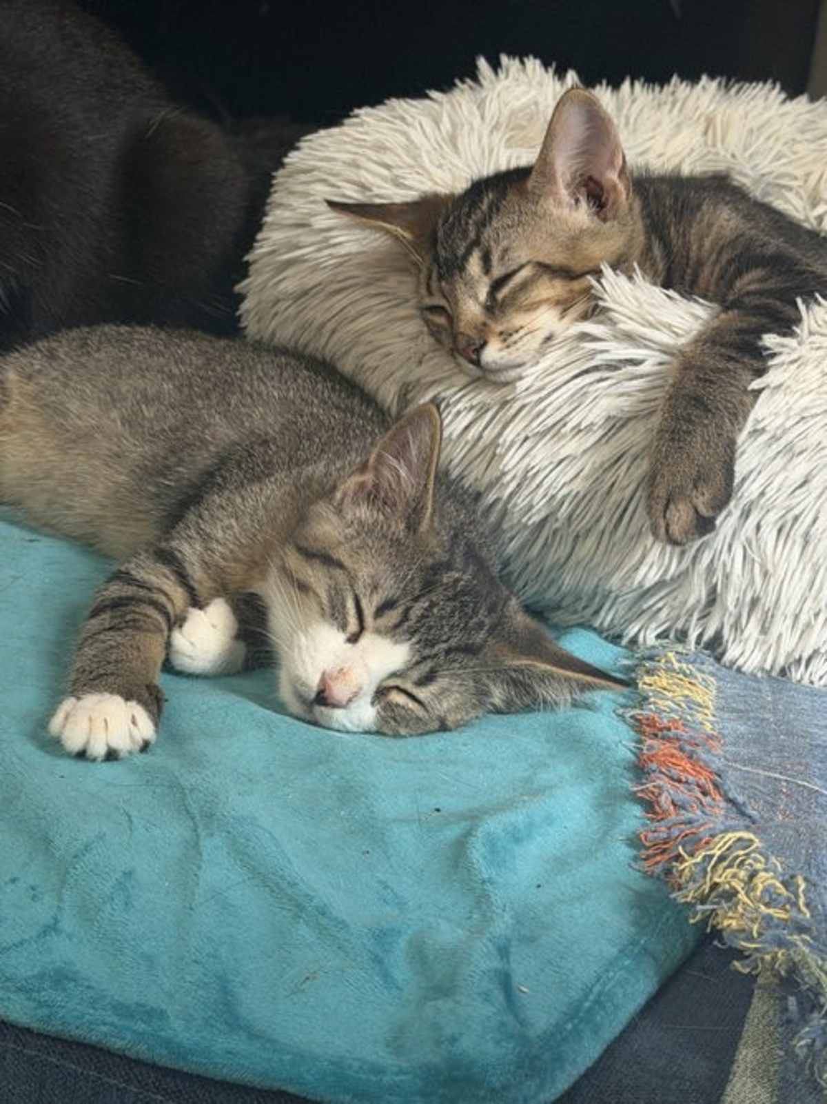 ARTEMIS AND ADONIS - Domestic Shorthair for adoption in Paterson