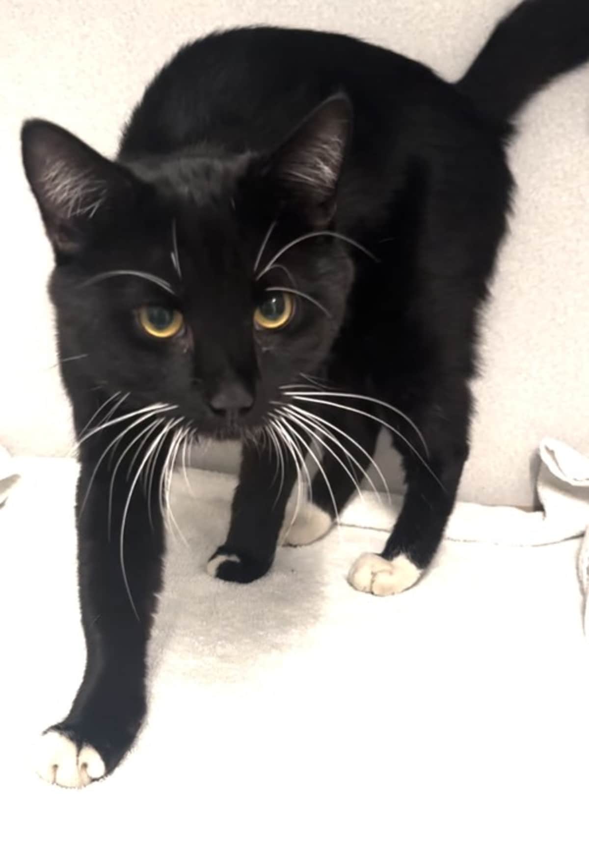 OLLIE - Domestic Mediumhair for adoption in Paterson