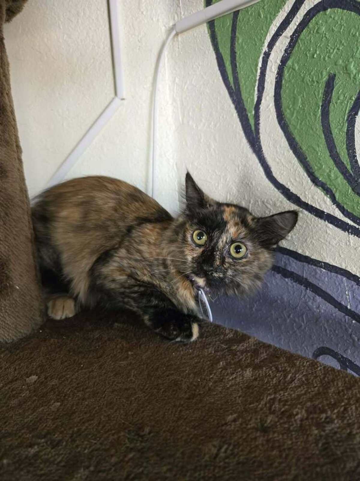 PEACH 5 - Domestic Mediumhair for adoption in Tucson