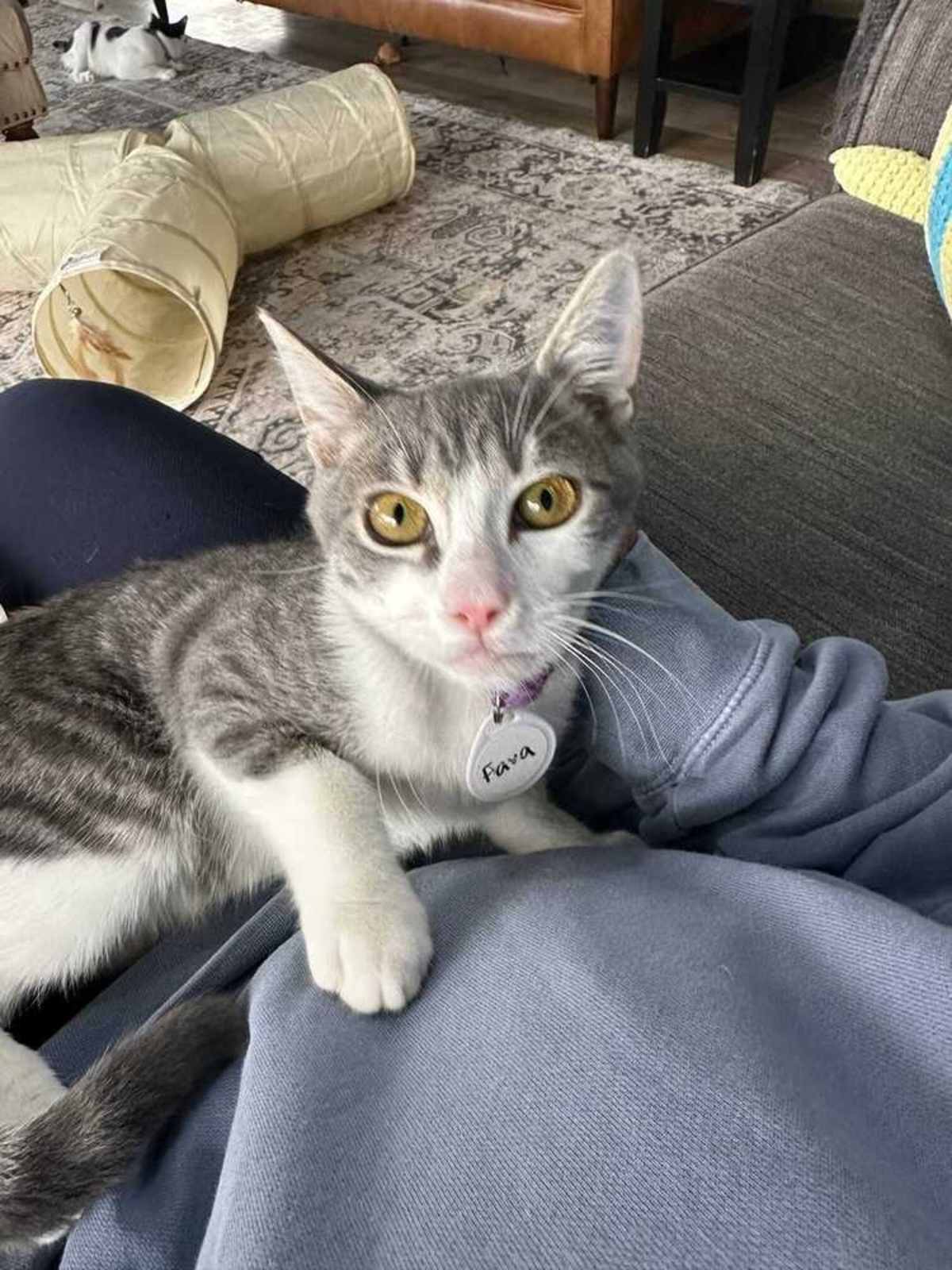 FAVA 2 - Domestic Shorthair for adoption in Tucson