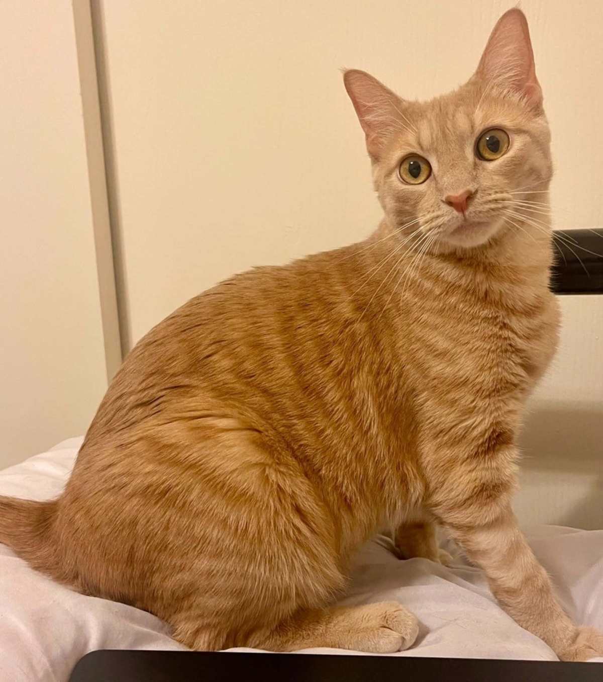 SAVAGE - Domestic Shorthair for adoption in Tucson