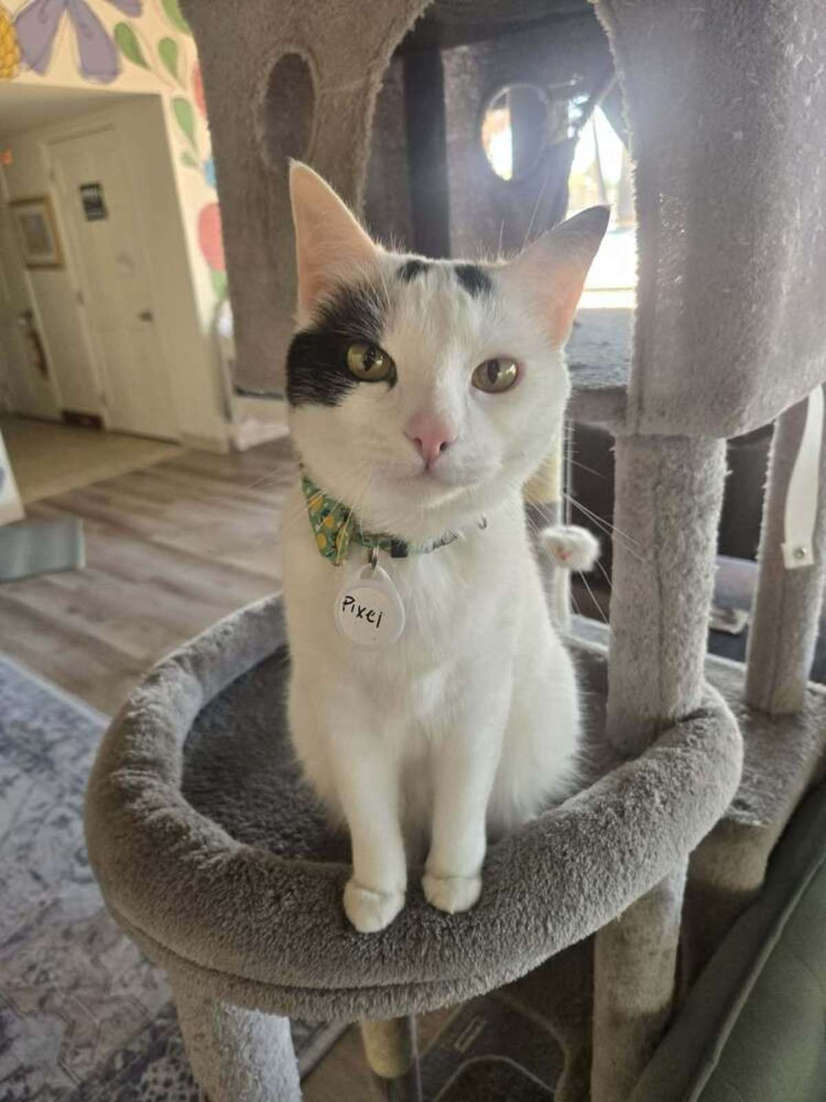 PIXEL - Domestic Shorthair for adoption in Tucson