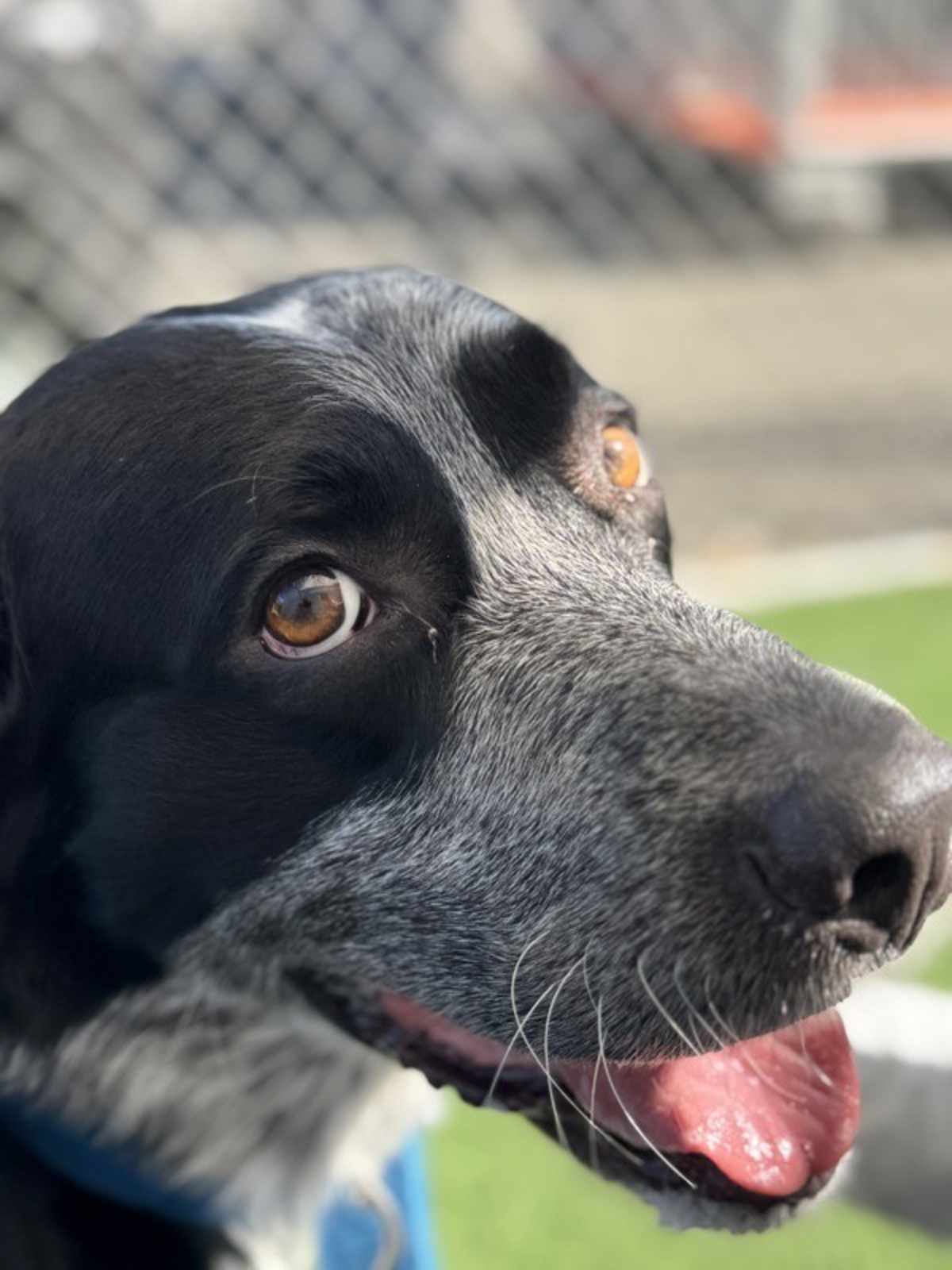 ARCHIE - Border Collie / Labrador Retriever available for adoption