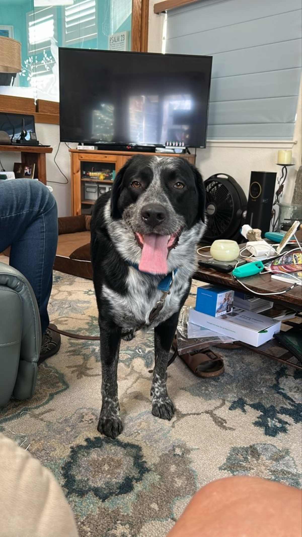 ARCHIE - Border Collie / Labrador Retriever available for adoption