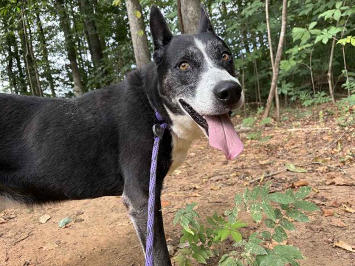 BRUNO - Mixed Breed (Medium) available for adoption