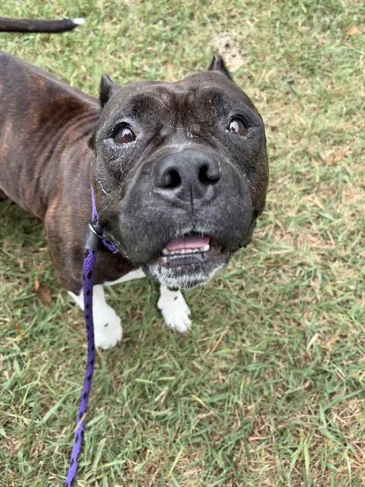DONNA JO - American Pit Bull Terrier available for adoption