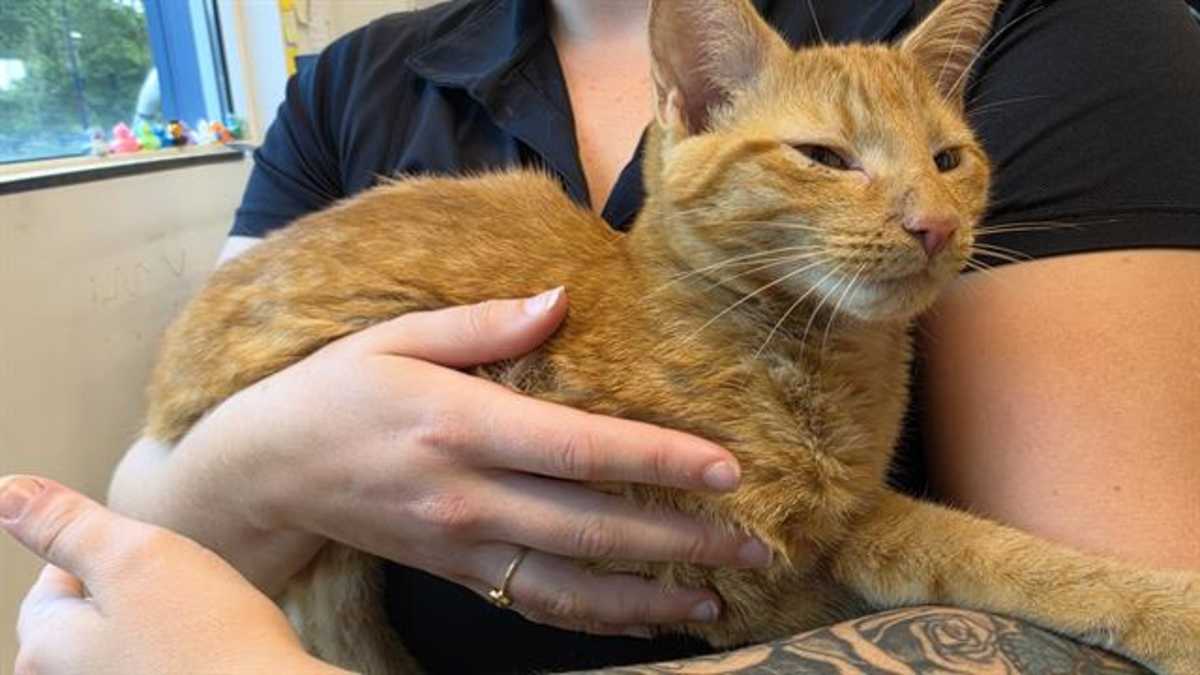 MICHEAL - Domestic Shorthair available for adoption