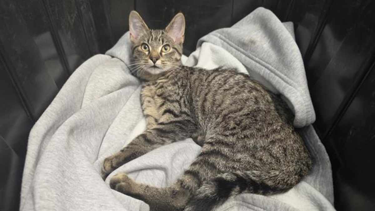 CONNER - Domestic Shorthair available for adoption
