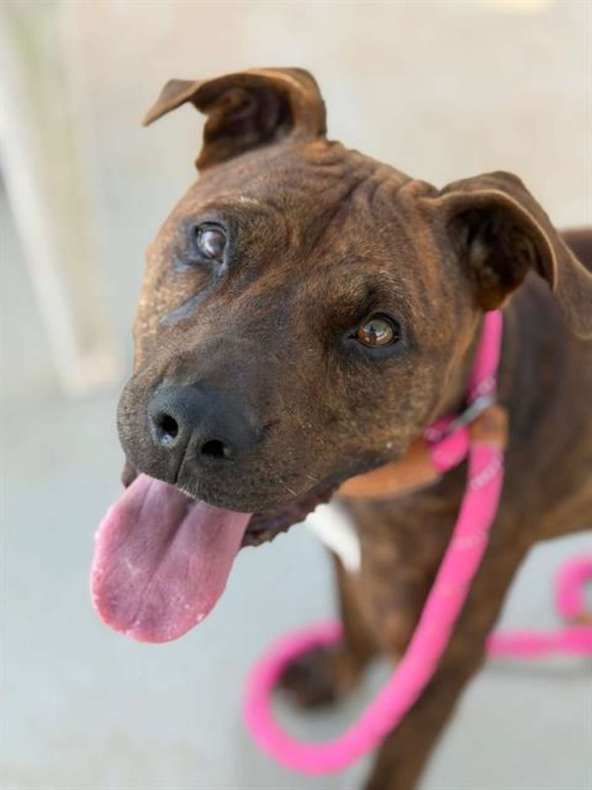 SANSA - Mixed Breed (Medium) available for adoption