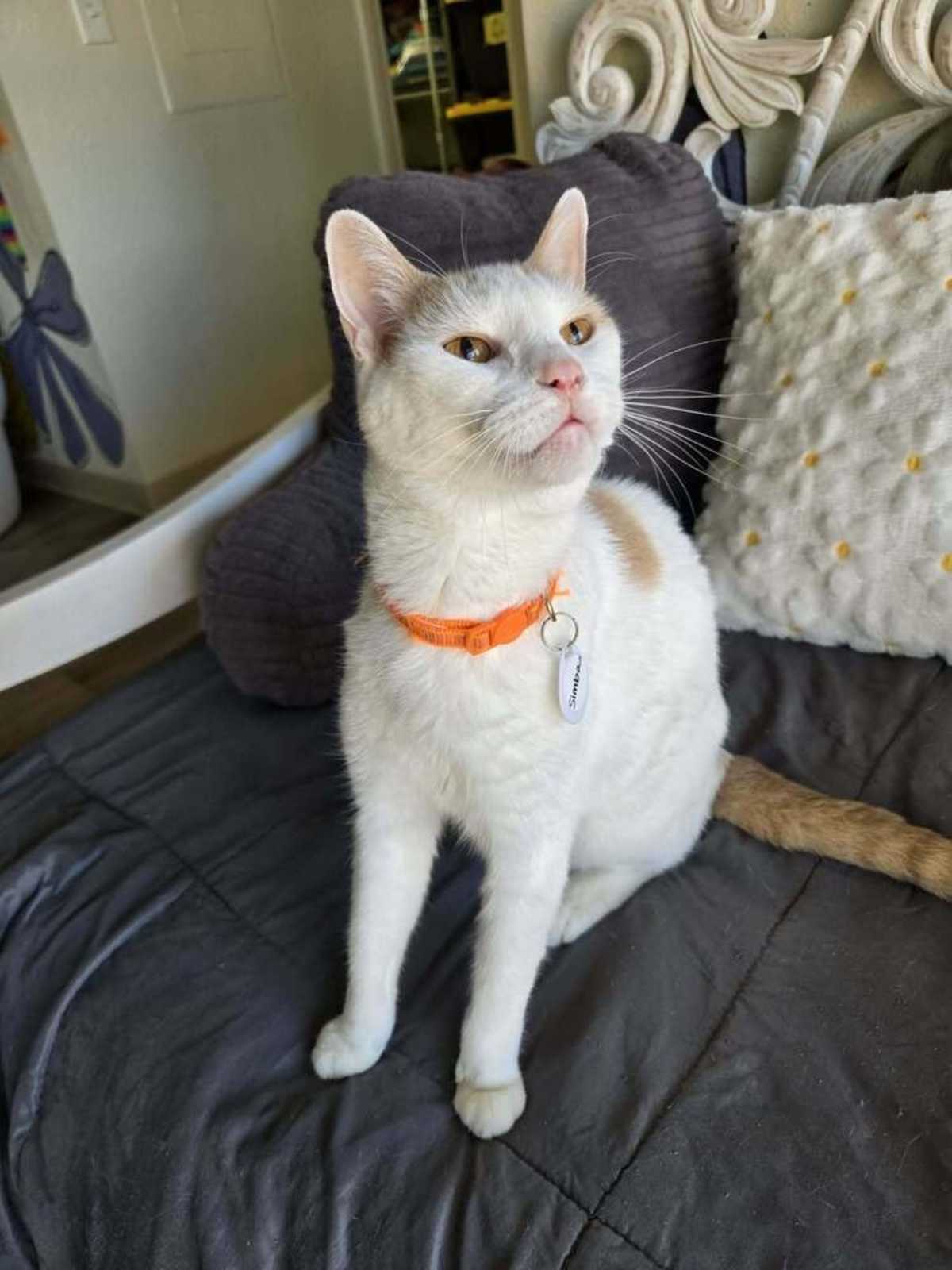 SIMBA 4 - Domestic Shorthair for adoption in Tucson