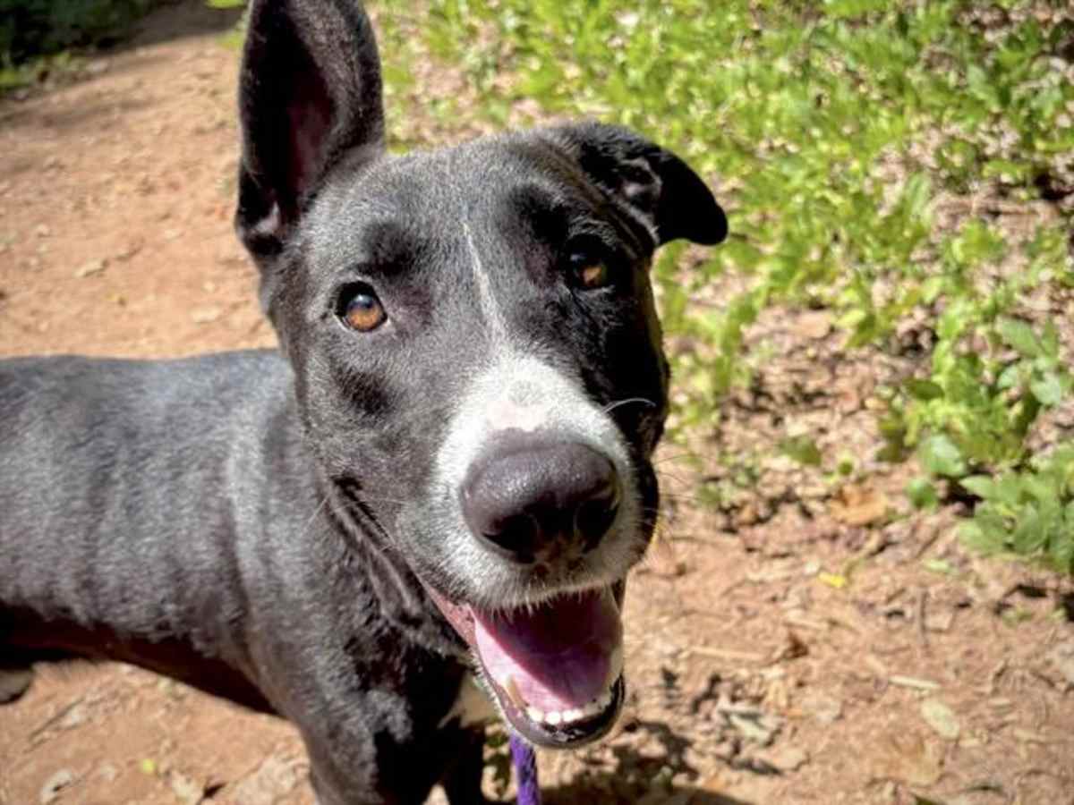 VINNIE - Labrador Retriever / German Shepherd Dog available for adoption