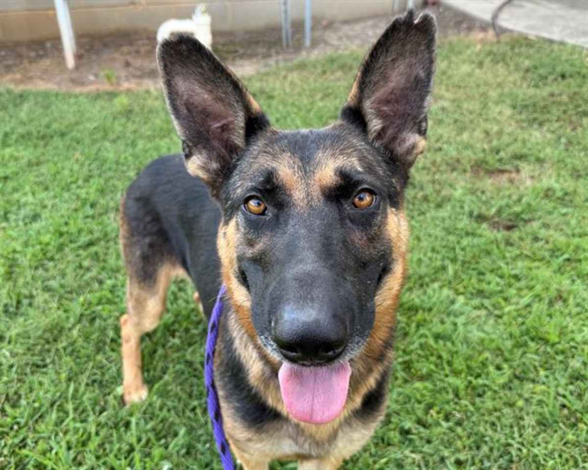 ORION - German Shepherd Dog available for adoption