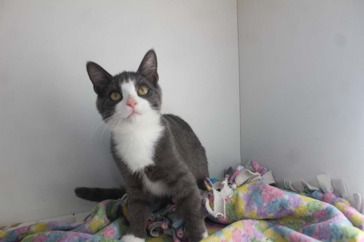 KAREN SMITH - Domestic Shorthair available for adoption