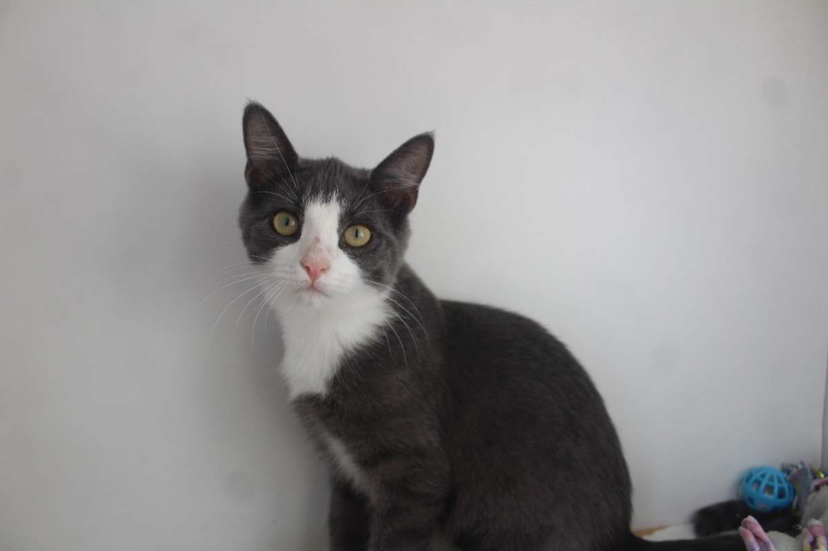 KAREN SMITH - Domestic Shorthair available for adoption