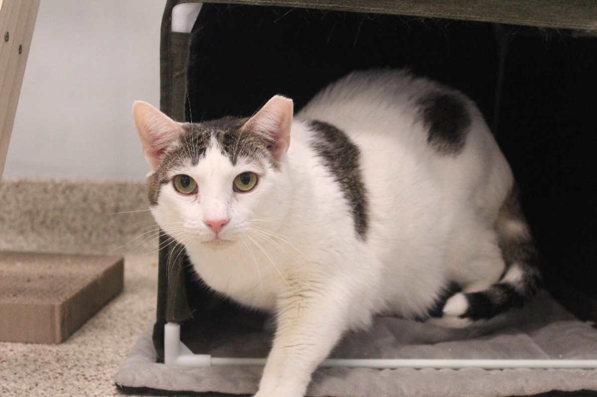 DRIZZLE - Domestic Shorthair available for adoption