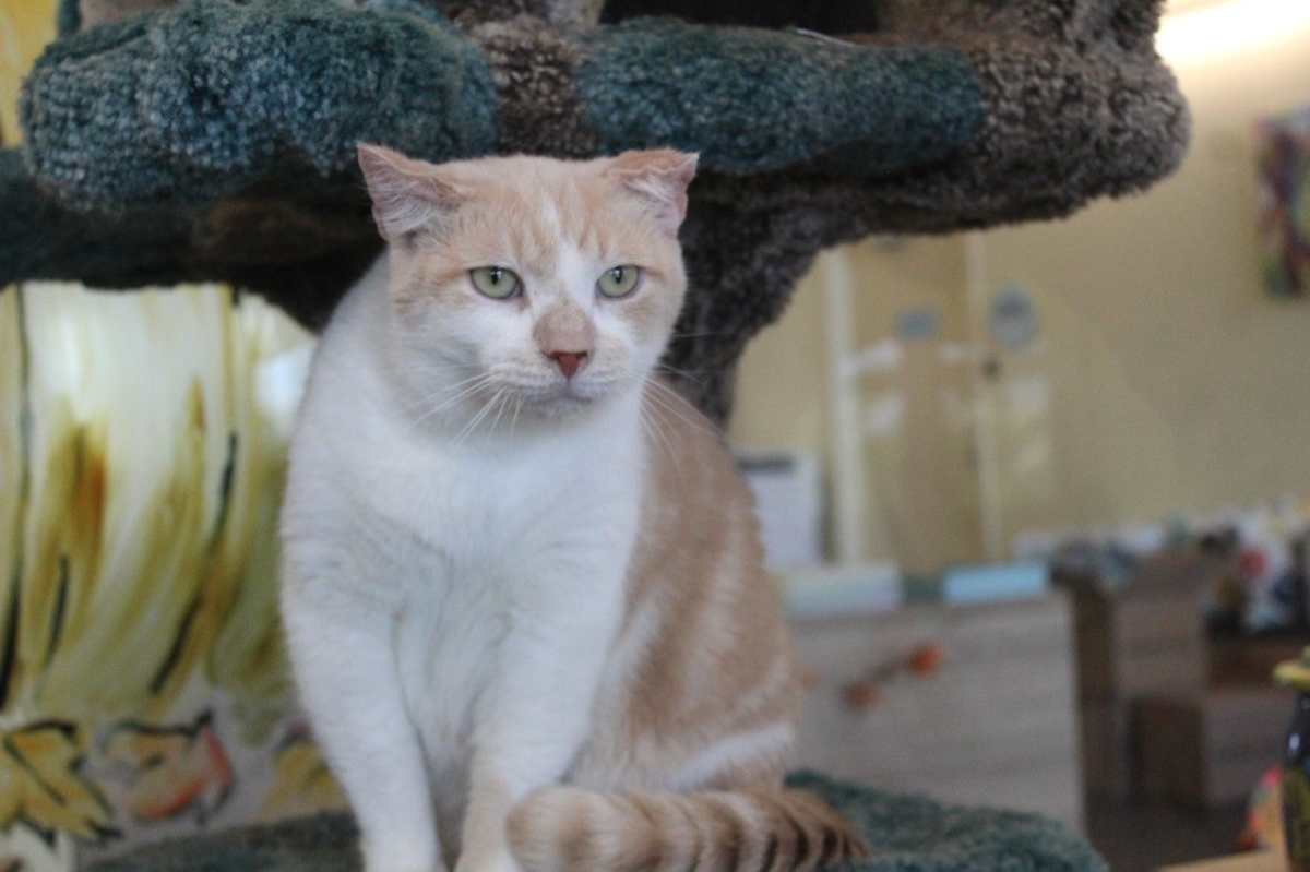CLOUD - Domestic Shorthair available for adoption